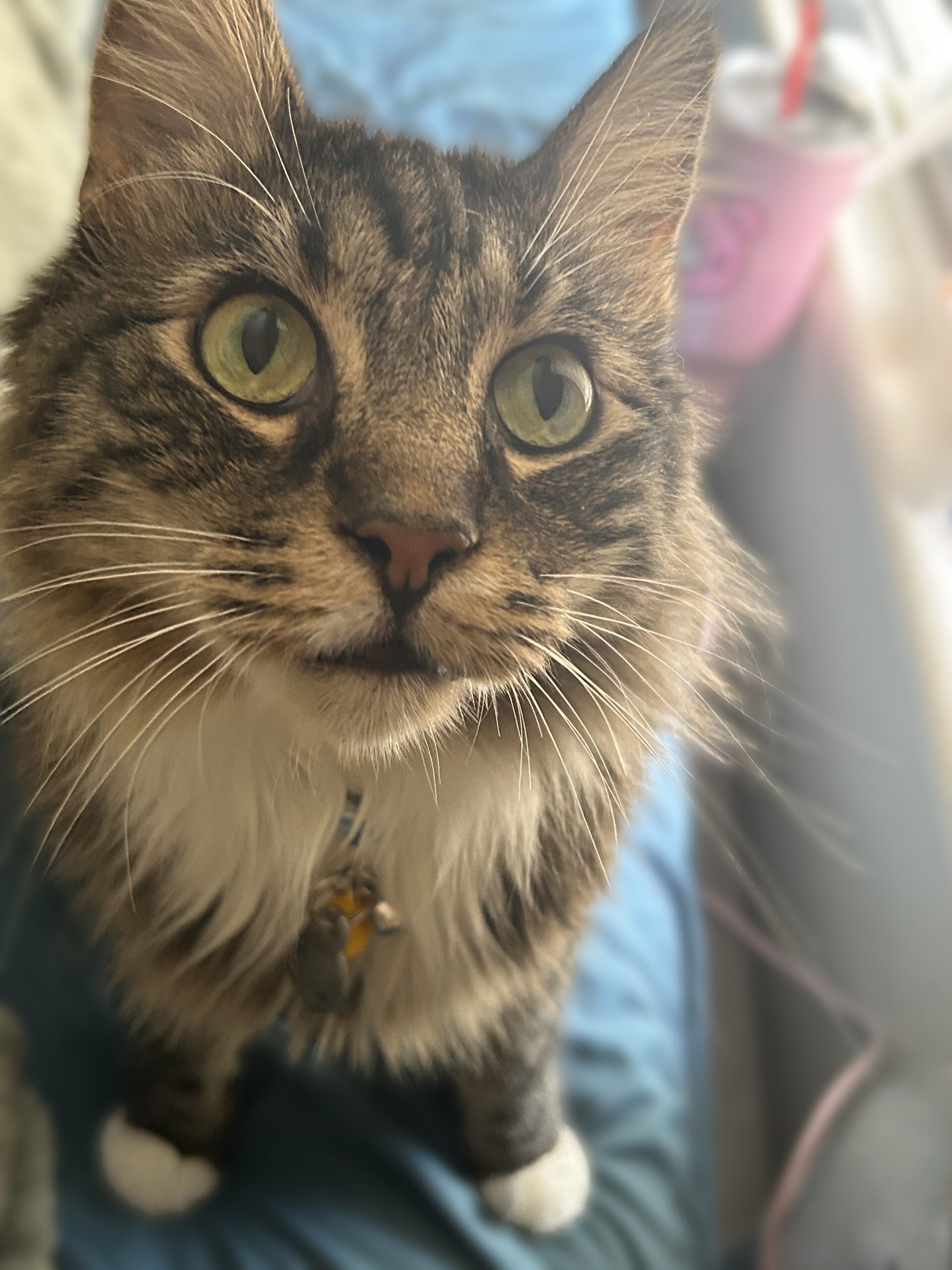 Finn (formerly Marley)