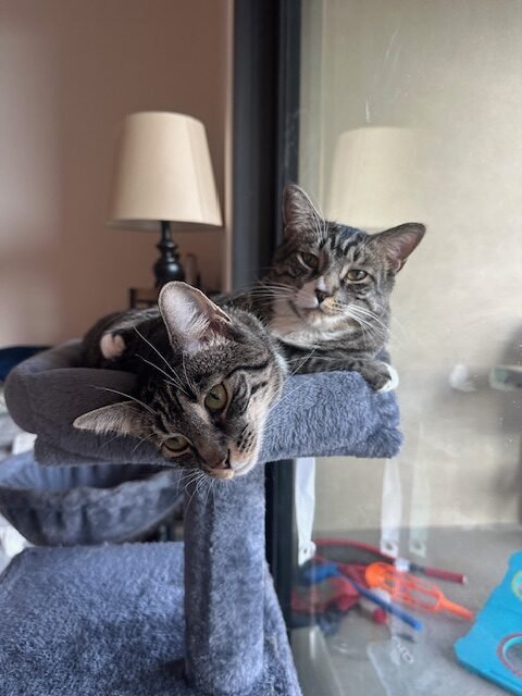 Lucky & Penny (formerly Hazelton and Hastings)