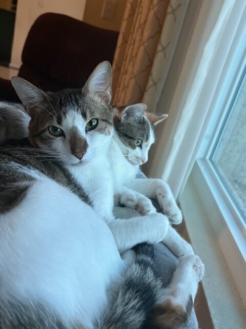 Honey and King
