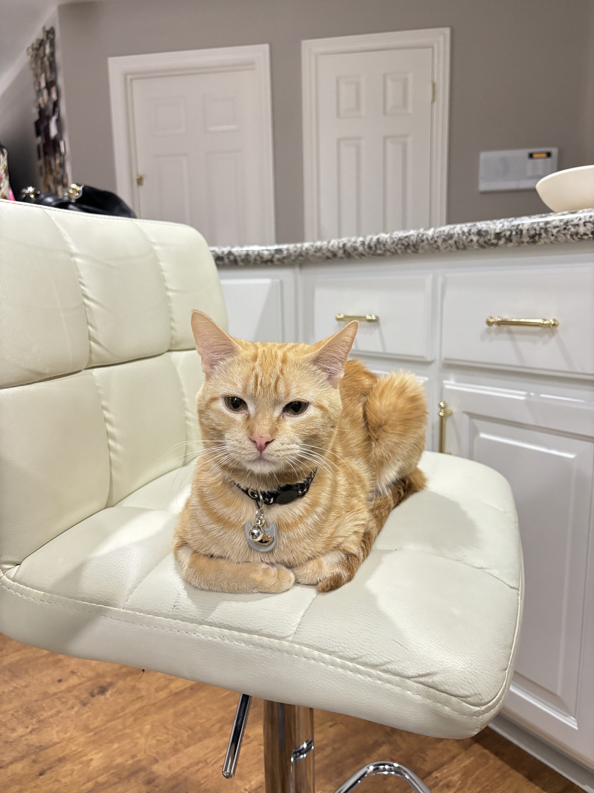 Miso (Formerly Garfield)