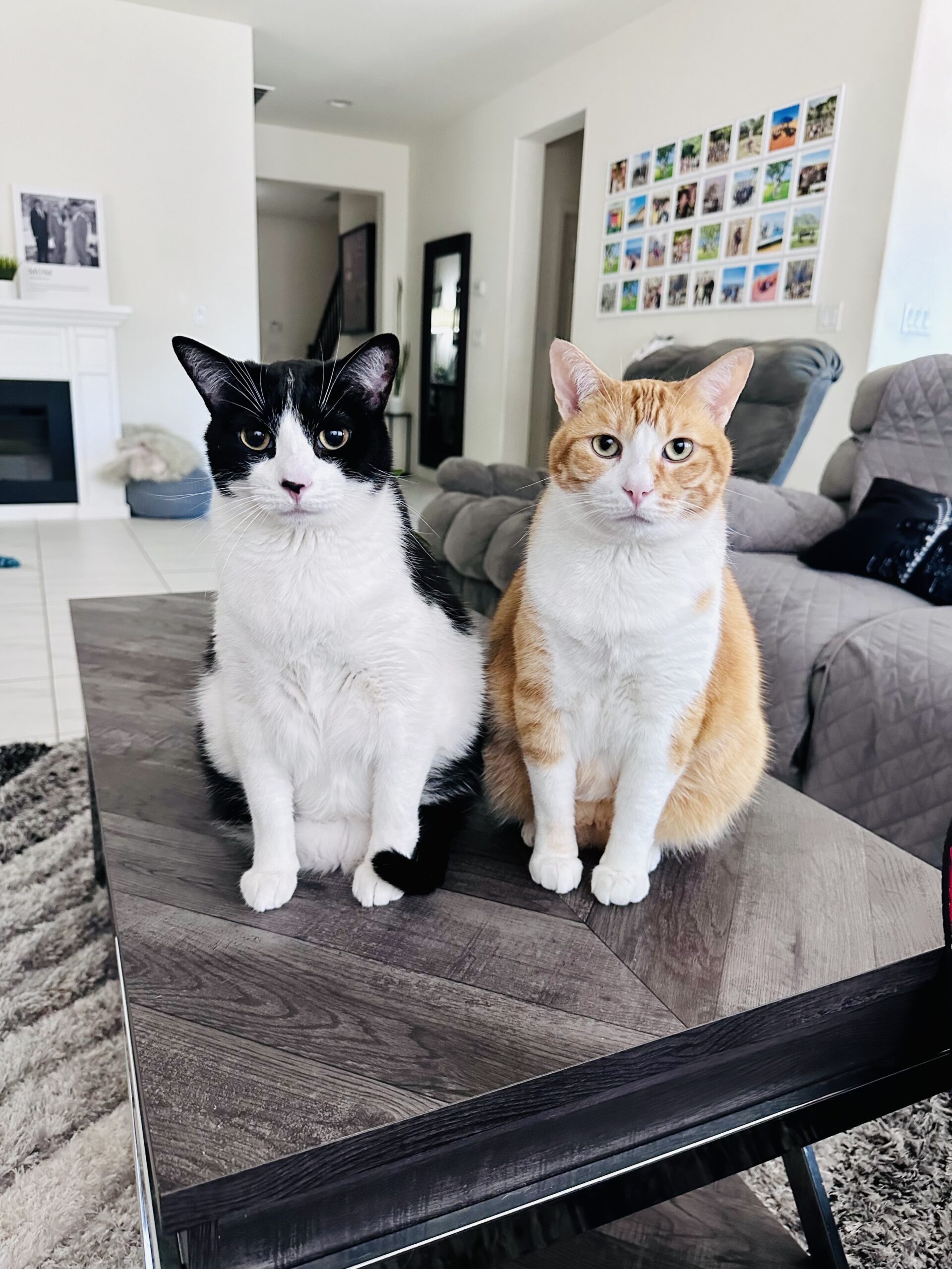 Pooter and Penny (formerly Sadie and Rayne)
