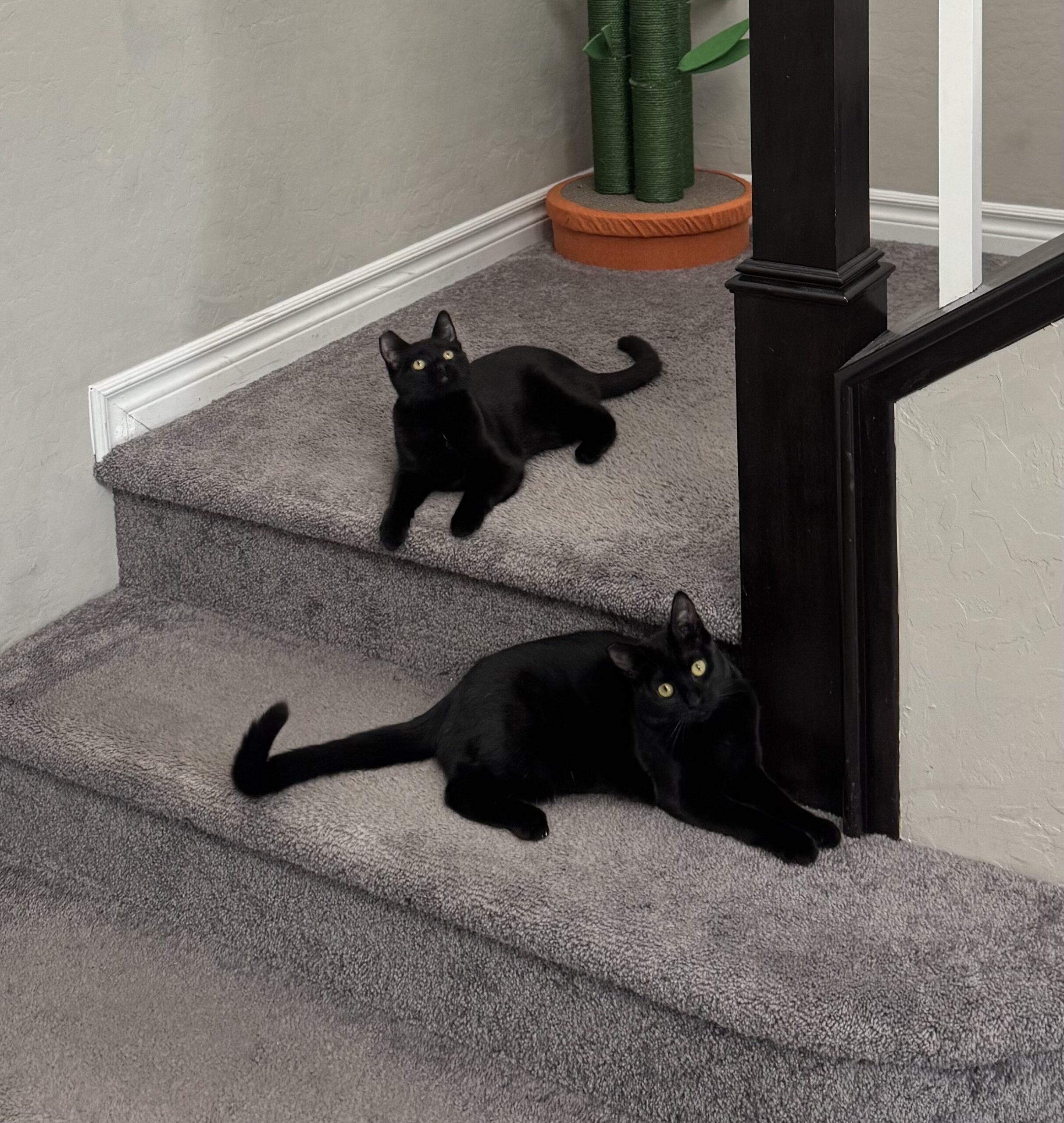  Meryl & Milly (formerly Winnie & Willow)