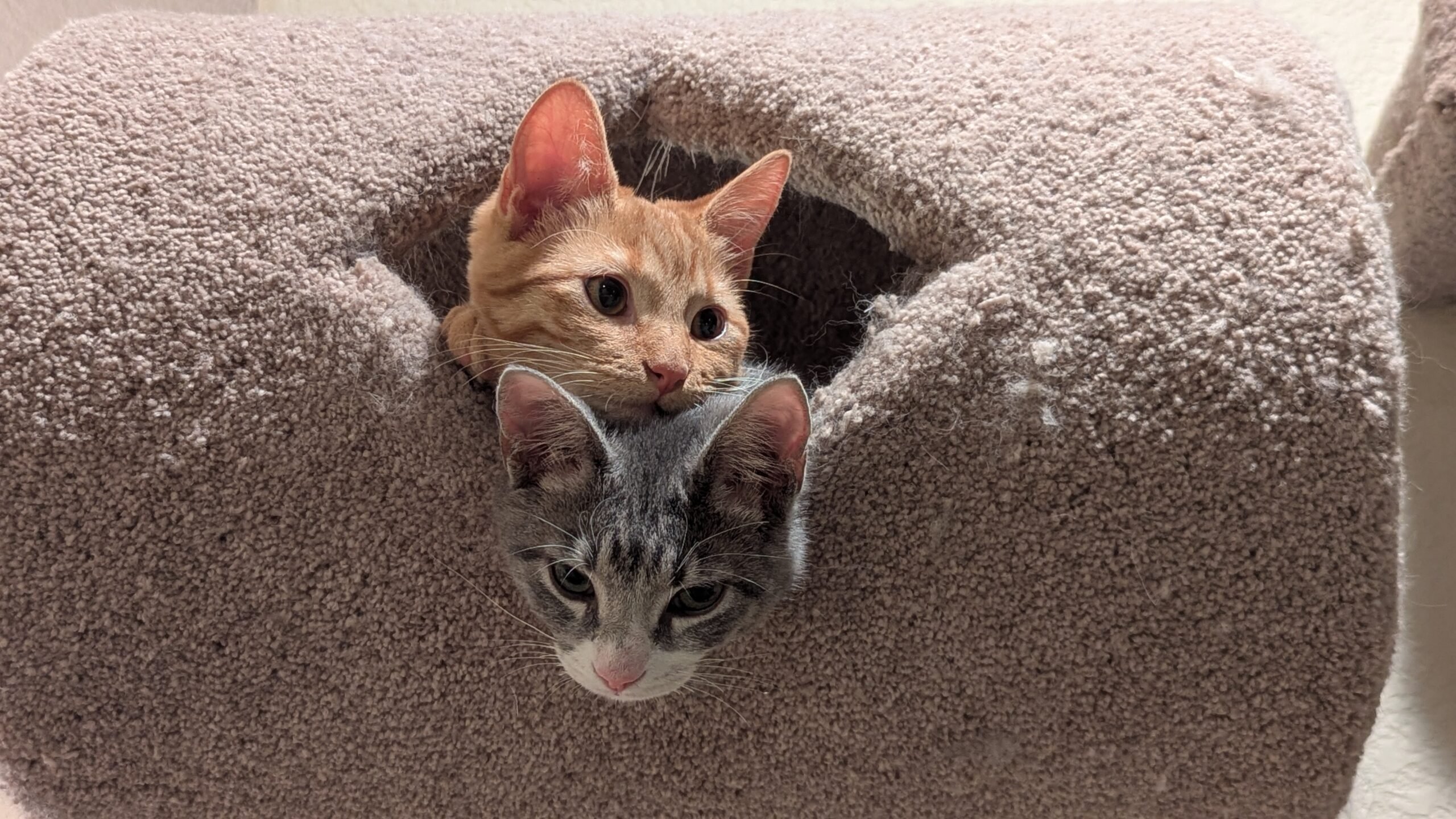 Teeka & Jojo (Formerly Laurel & Bernadette)