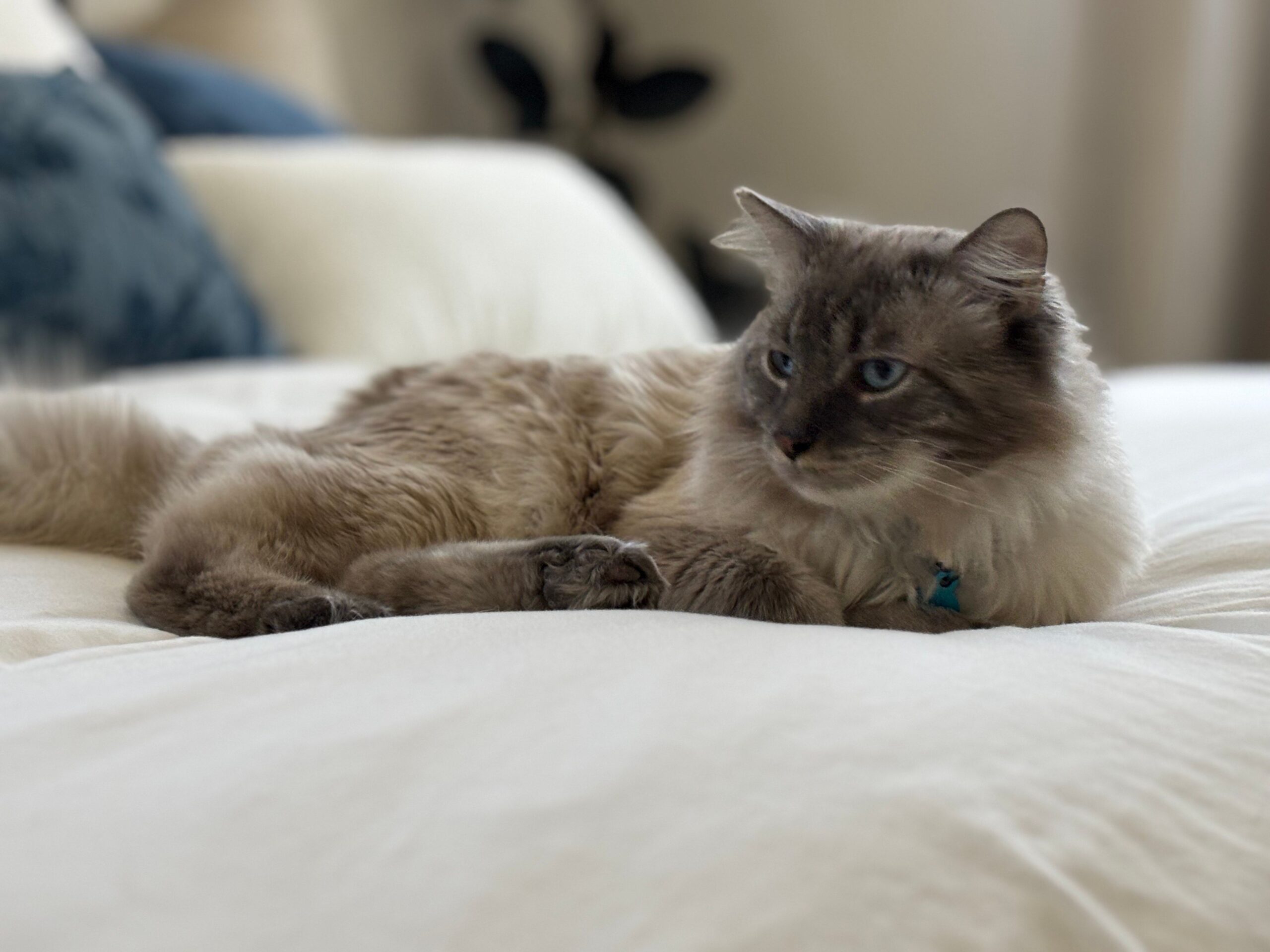 Percy (formerly Tanner)