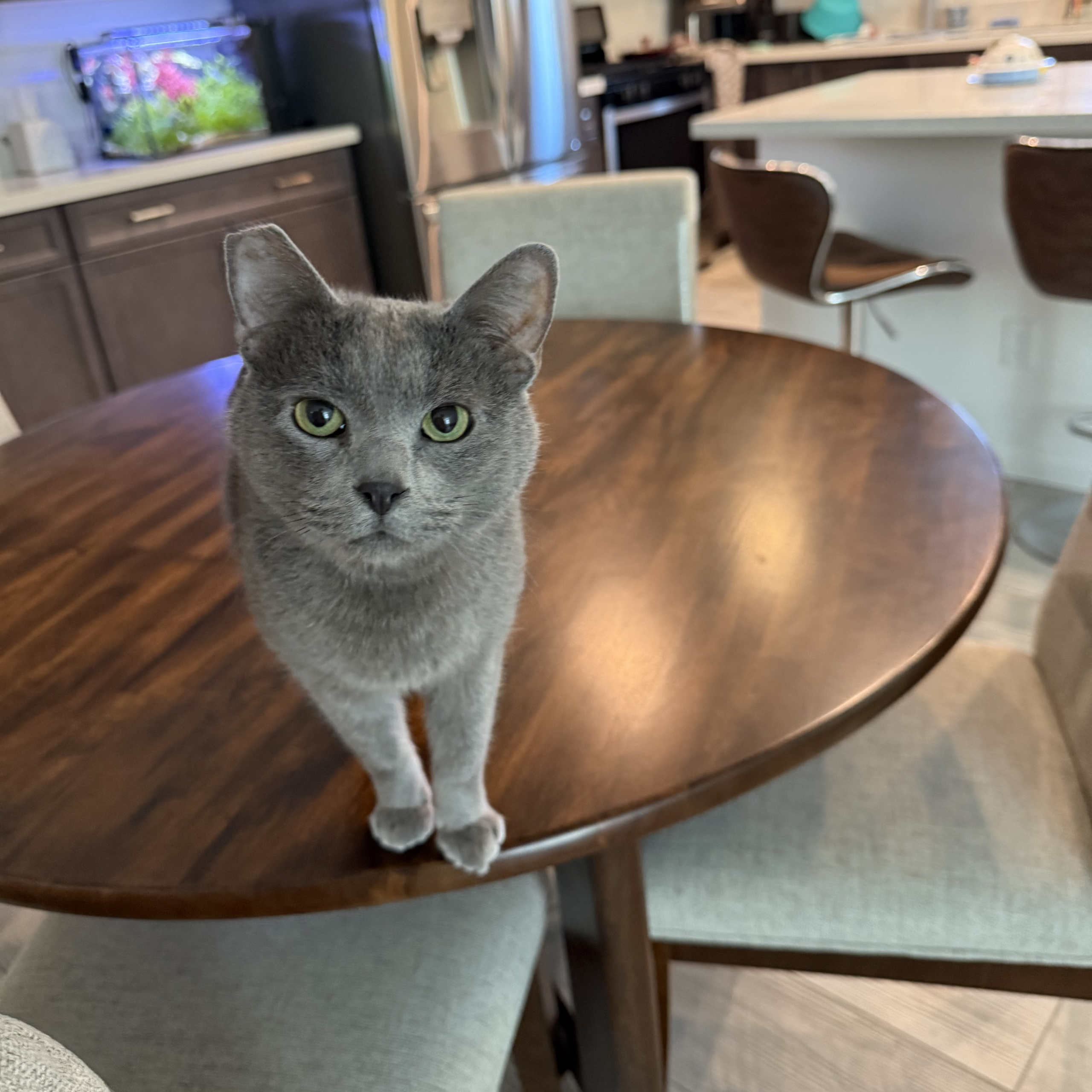 Milo (formerly Baldie)