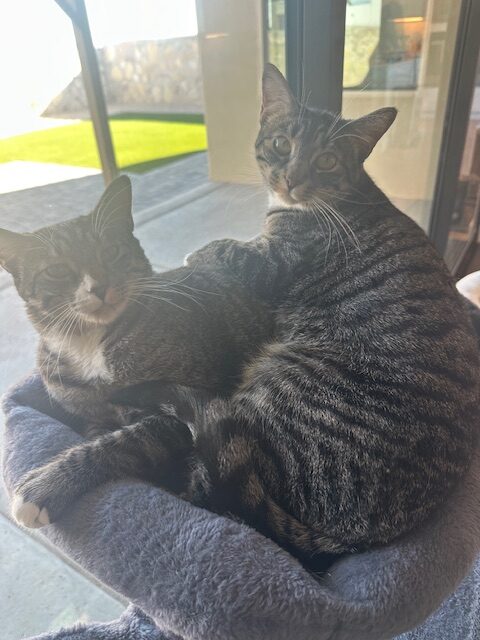 Lucky and Penny (formerly Hastings and Hazelton)