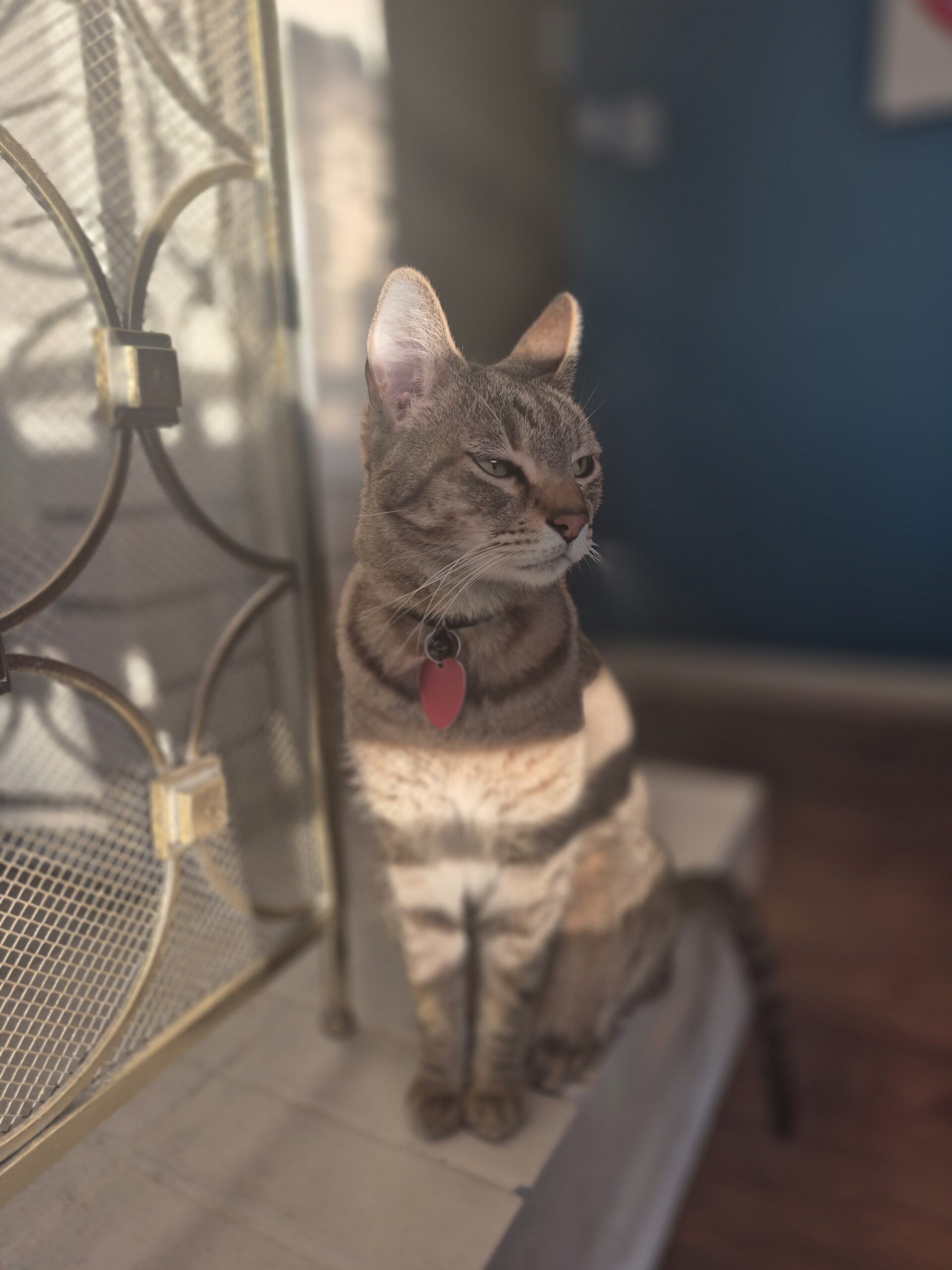 Artie (formerly Sir Prince)