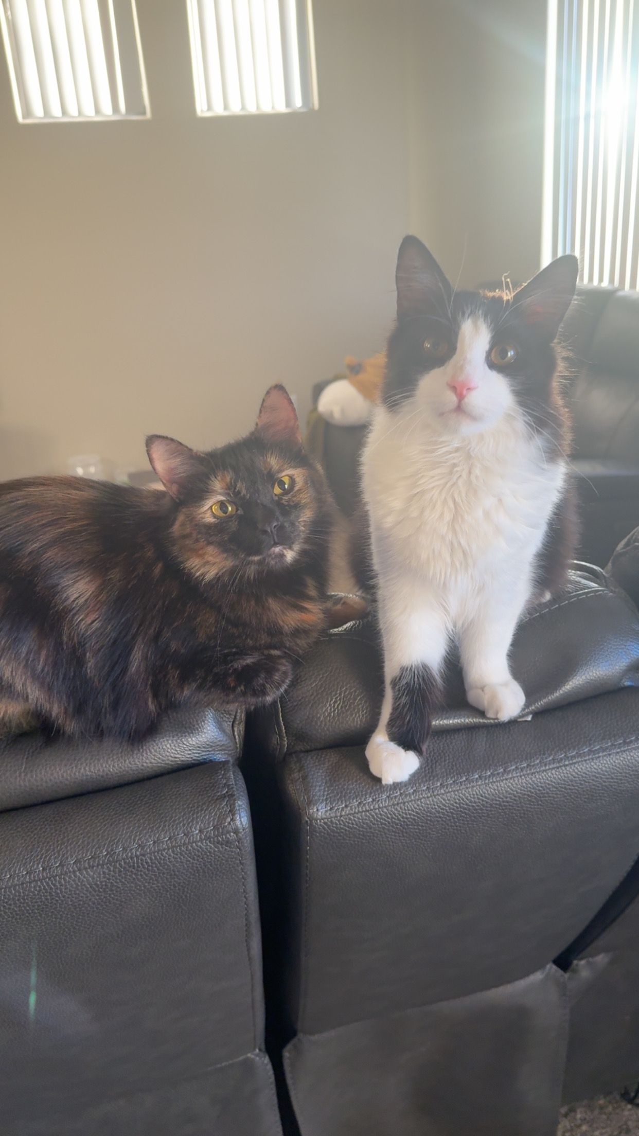 Mr. Pickles and Charli