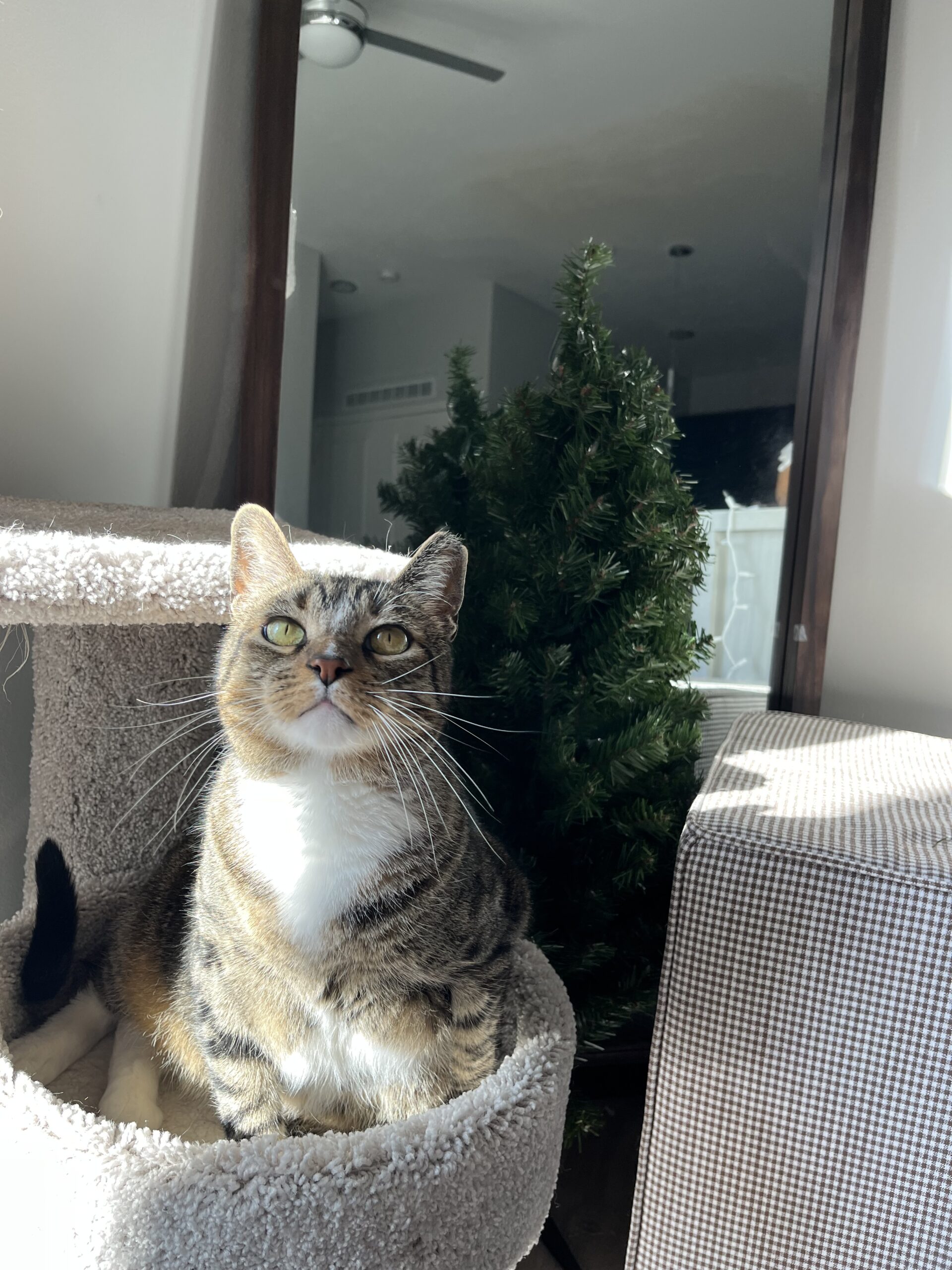 Archie (formerly Loki)