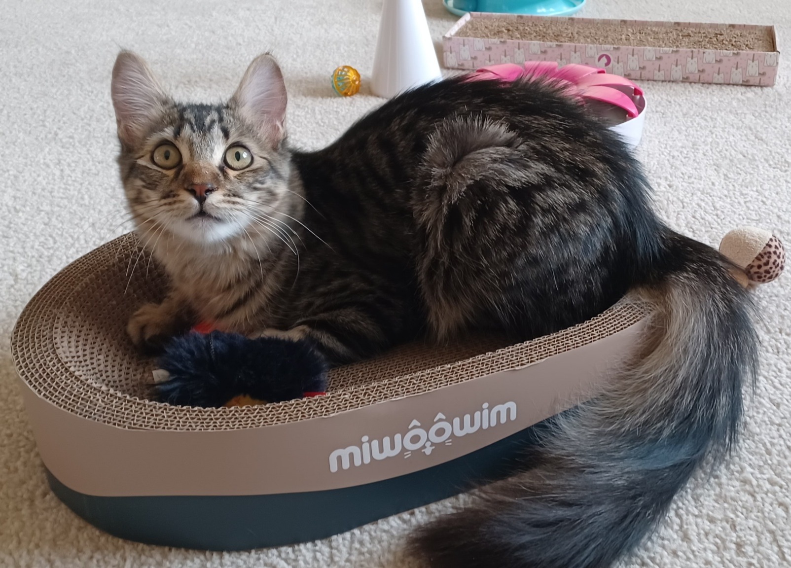 Zippie (formerly Figgy)
